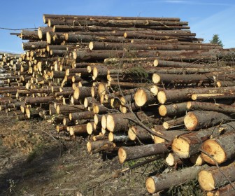 Pellet sosnowy a zrównoważony rozwój leśnictwa